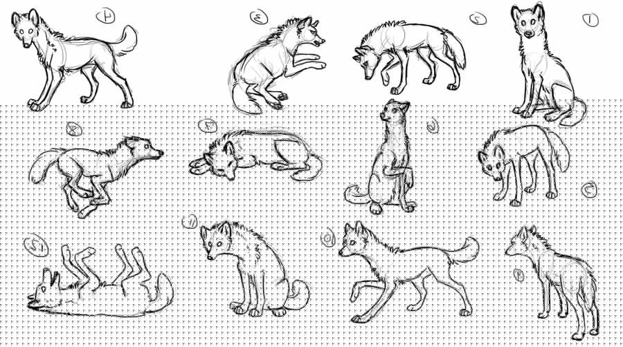 Wolf poses by Pininkela on DeviantArt