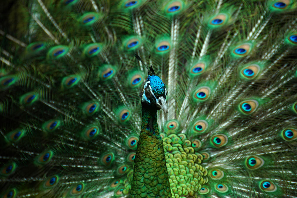 Green Peafowl