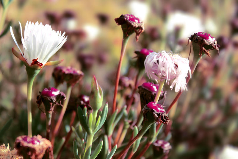 Wild Flowers