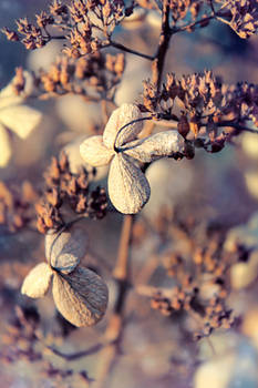 Dry Blossoms