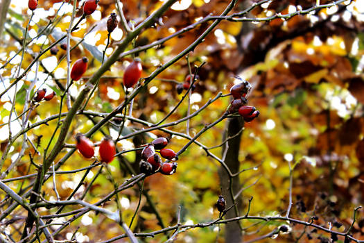 Rosehips