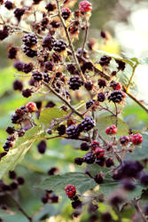 Blackberry