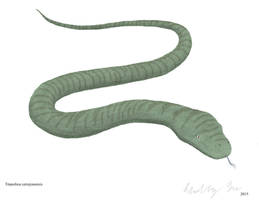 Titanoboa cerrejonensis