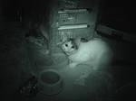 Evil Night Cam Cat by Silje-Zuno-Vagshaug