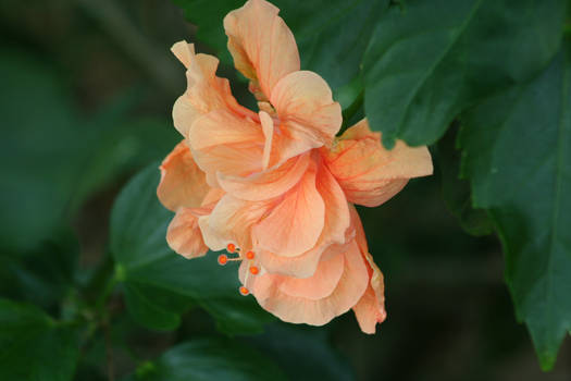 Hibiscus