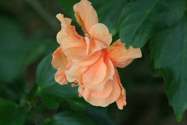 Hibiscus