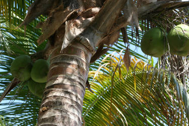 I've got a lovely bunch of coconuts~