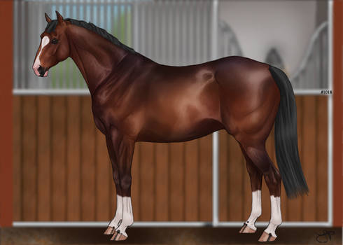 Eqcetera American Warmblood