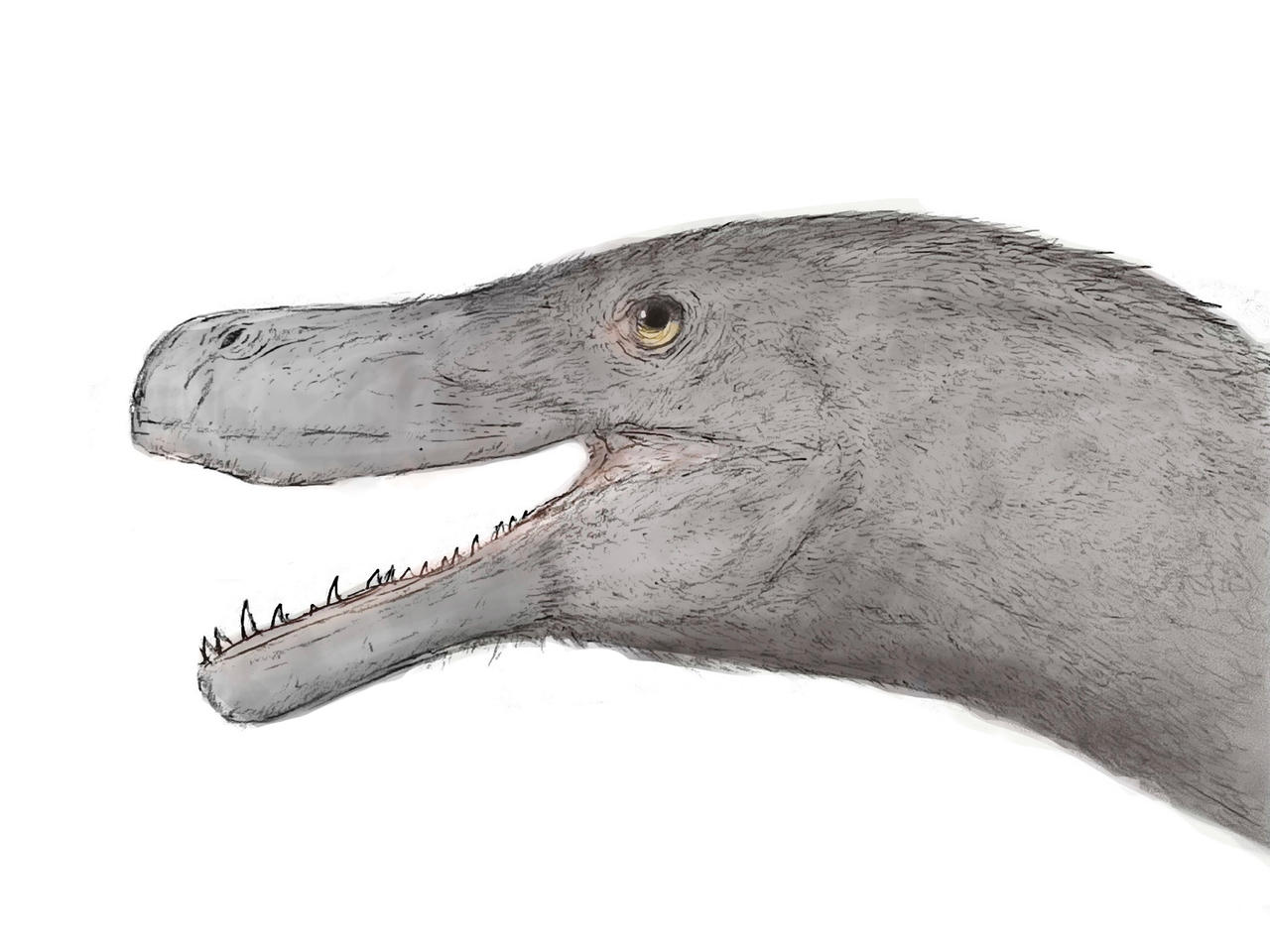 Kuru kulla by oroti0 on DeviantArt