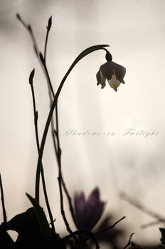 silhouette of spring