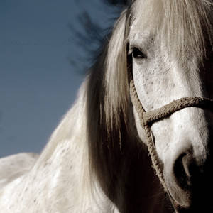 white beauty