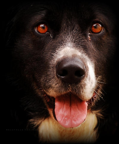 dog portrait