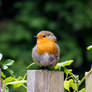 Sweet Little Robin