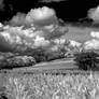 A Yorkshire Landscape in infrared @ Bretton Park.