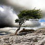 Wind and Wuthering at Twistleton Scar.