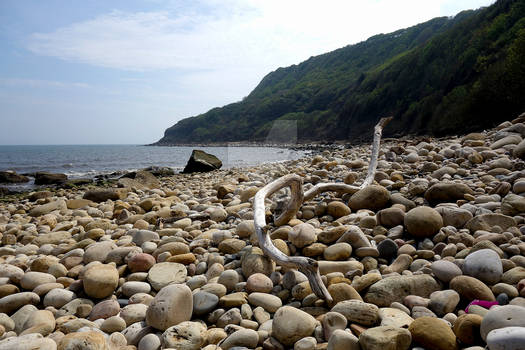 Driftwood.