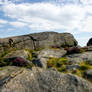 Inscriptions and Heather - Ilkley Moor - UK.