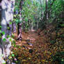 Autumn stroll through Daffil Woods - Churwell - UK