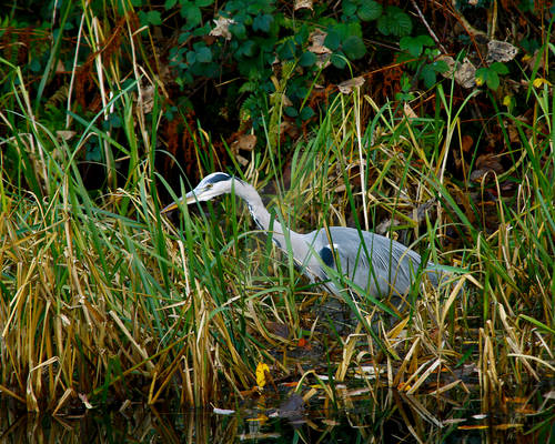 Grey Heron on the canal - Leeds - UK.