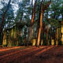 ST. Davids Ruin - Bingley - UK