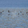 Birds at Scar House Reservoir - Harrogate - UK