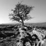 At Winskill Stones - Yorkshire Dales - UK +mono