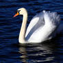 A Swan at Scarborough Mere.