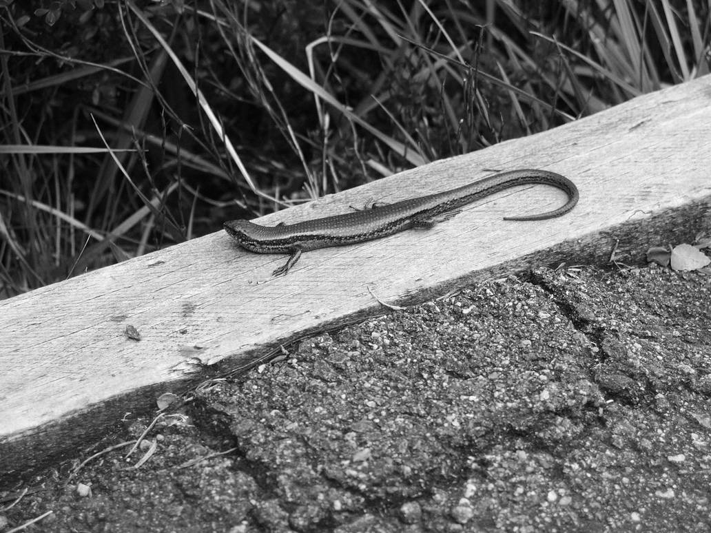 Mr. Lizard by Mouse3125 on DeviantArt