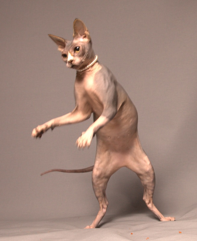 Cat Dance 2