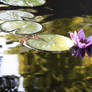My Lillies Stock o2