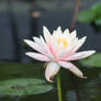 My Lillies Stock o4