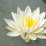 My Lillies Stock o6