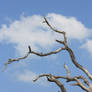 Random Tree Stock o4