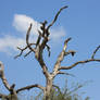 Random Tree Stock o5