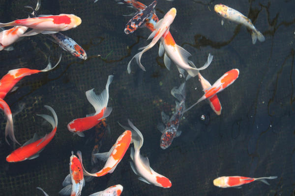 Koi Stock o1