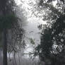Foggy Day Stock o5