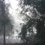 Foggy Day Stock o6