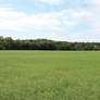 Open Field Stock o1