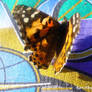 butterfly macro 3