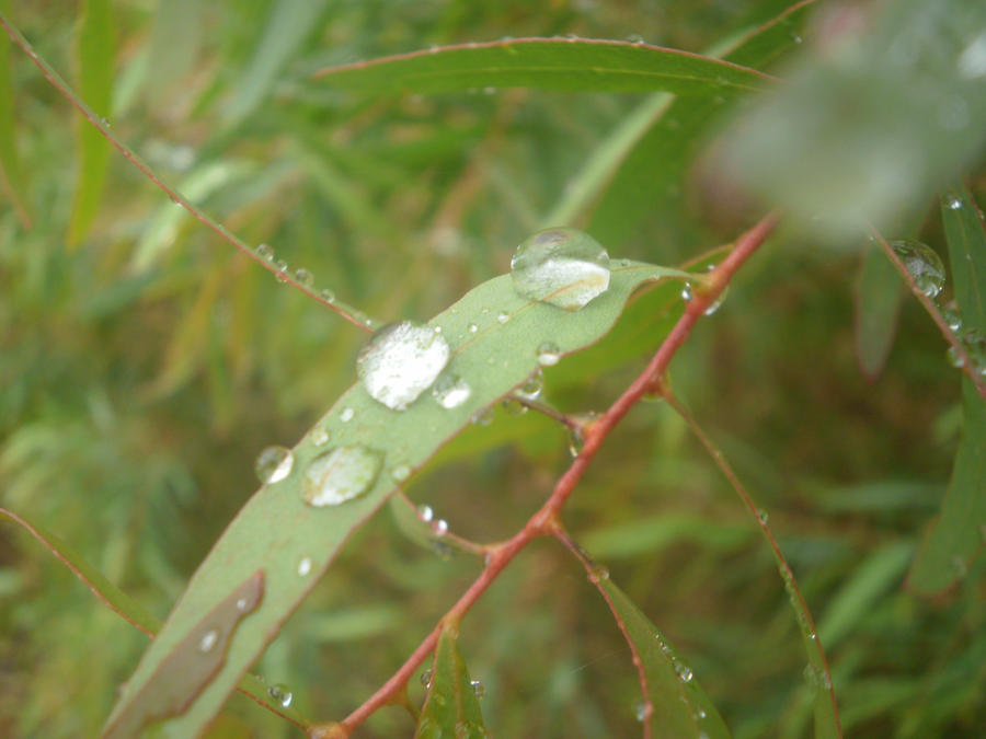 Eucalyptus beads