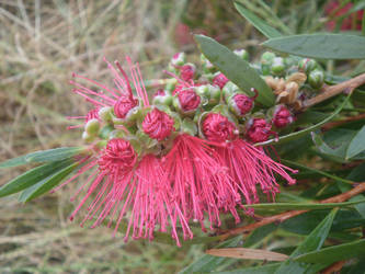 Bottle Brush Burst