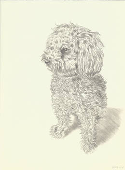 my dog Jack drawing