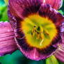 Flowers 1245