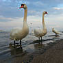 The Swan (Baltic) Sea 1