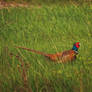 Pheasant