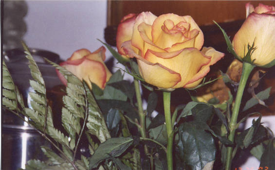 Yellow Roses