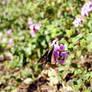 Brown flyer, bright flowers