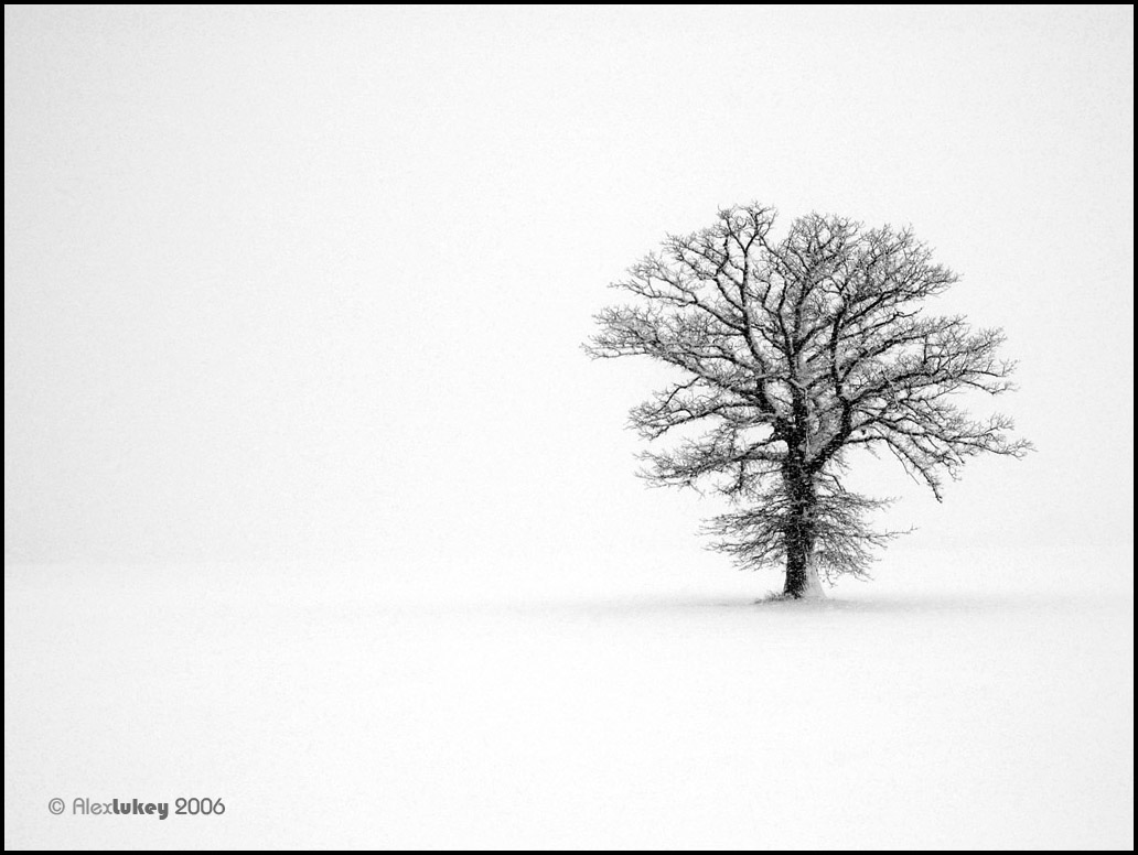 Tree in field of white