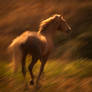 Mustang mare