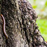 Millipede